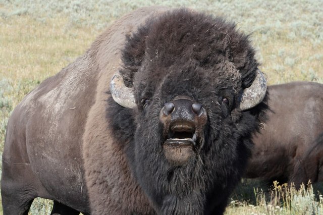 bull-american-bison-in-rut-hayden-valley-yellowstone-national-park